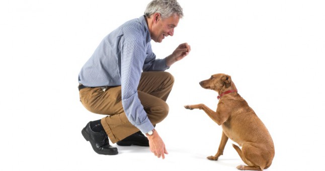 Köpek eğitimi nasıl yapılır