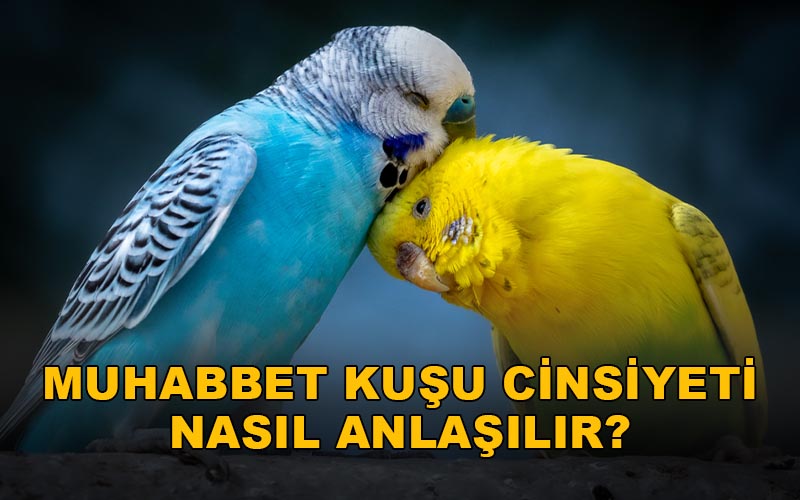 Muhabbet kuşu cinsiyeti nasıl anlaşılır?