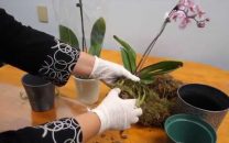 Orkide Bakımı Nasıl Yapılır