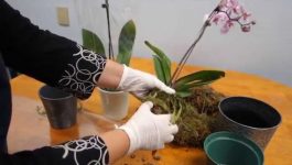 Orkide Bakımı Nasıl Yapılır
