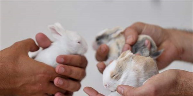 Yavru Tavşan Nasıl Beslenir